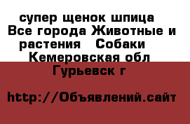 супер щенок шпица - Все города Животные и растения » Собаки   . Кемеровская обл.,Гурьевск г.